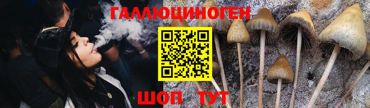 Псилоцибиновые грибы Psilocybine cubensis Реутов